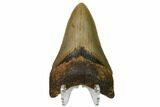 Serrated, Fossil Megalodon Tooth - North Carolina #160495-2
